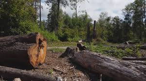 Best Storm Damage Tree Cleanup  in Payson, AZ