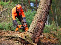 Best Hedge Trimming  in Payson, AZ