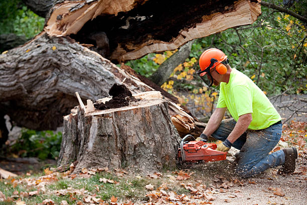 Best Lawn Drainage Solutions  in Payson, AZ